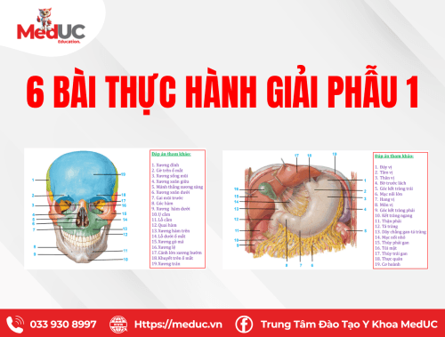 Bài thực hành giải phẫu 1 có đáp án