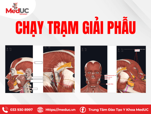 Chạy trạm giải phẫu có đáp án