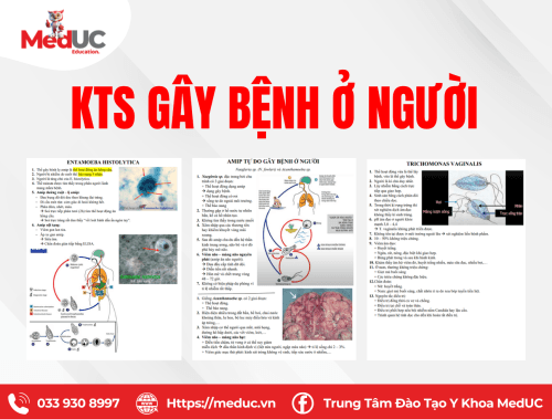 Kst gây bệnh ở người