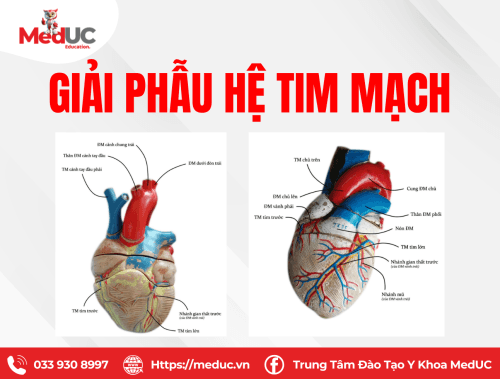 Thực hành giải phẫu hệ tim mạch
