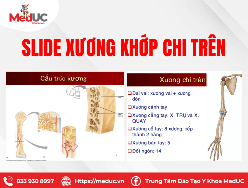 Slide giải phẫu xương khớp chi trên